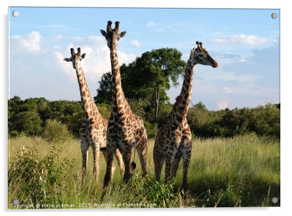    Three Giraffes in the Masai Mara.               Acrylic by steve akerman