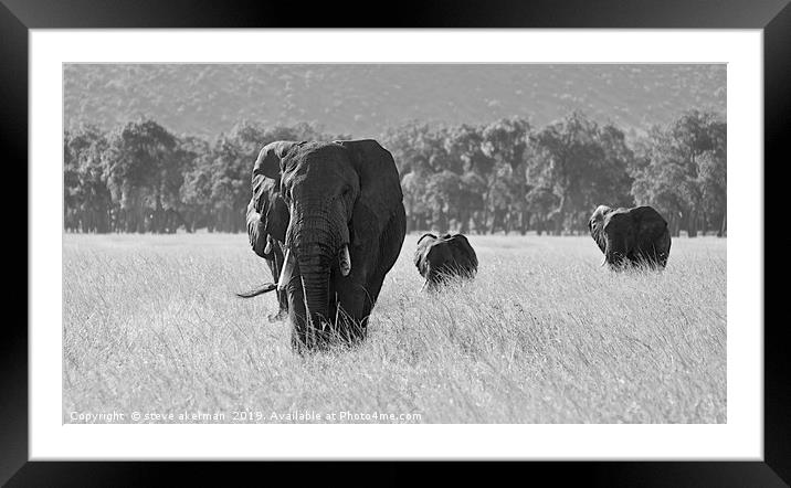    An Elephant family in the Masai Mara.           Framed Mounted Print by steve akerman