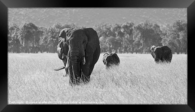    An Elephant family in the Masai Mara.           Framed Print by steve akerman