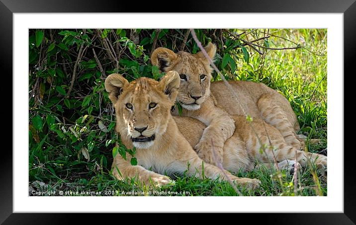     Lion cubs awakening Masai Mara.                Framed Mounted Print by steve akerman