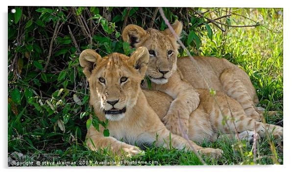     Lion cubs awakening Masai Mara.                Acrylic by steve akerman
