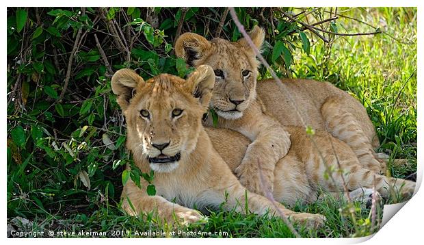     Lion cubs awakening Masai Mara.                Print by steve akerman