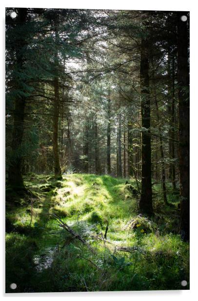 Forrest Glade Acrylic by Simon Wrigglesworth