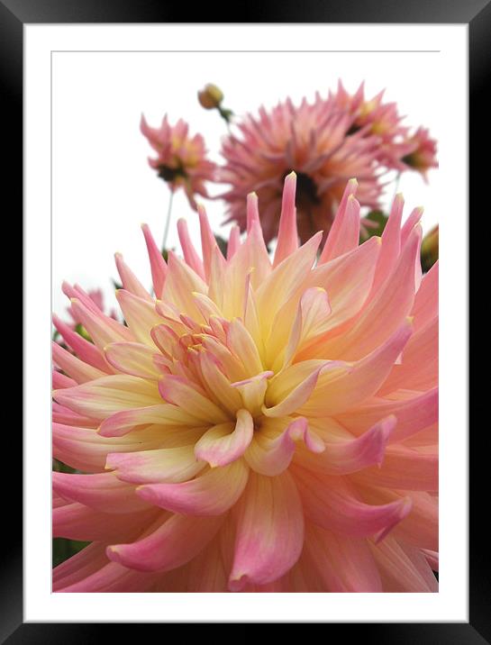Pink and Yellow Dahlia Framed Mounted Print by Nicola Hawkes
