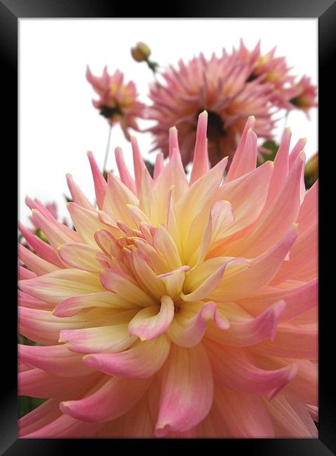 Pink and Yellow Dahlia Framed Print by Nicola Hawkes