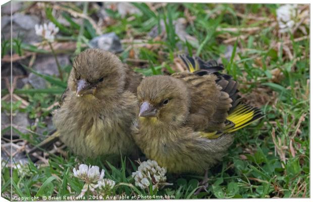 Young Greenfinches Canvas Print by Brian Roscorla