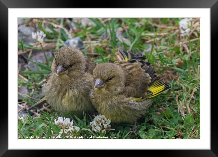 Young Greenfinches Framed Mounted Print by Brian Roscorla