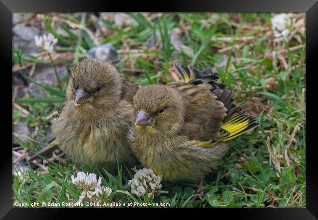 Young Greenfinches Framed Print by Brian Roscorla