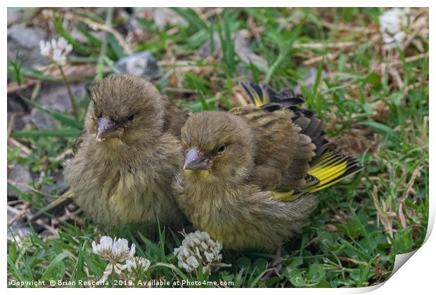 Young Greenfinches Print by Brian Roscorla