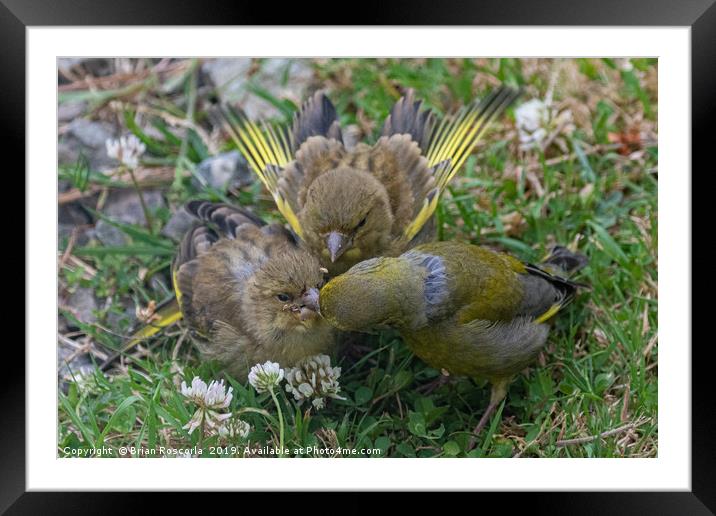 Greenfinch Feeding Young Framed Mounted Print by Brian Roscorla