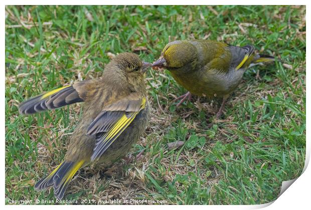 Green Finch Feeding Young Print by Brian Roscorla