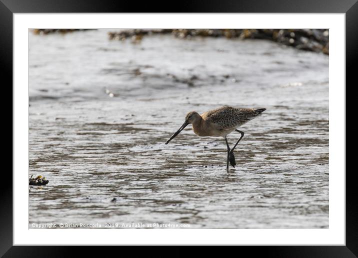 Curlew Framed Mounted Print by Brian Roscorla