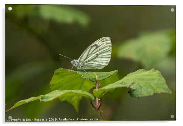 Green Veined White Acrylic by Brian Roscorla