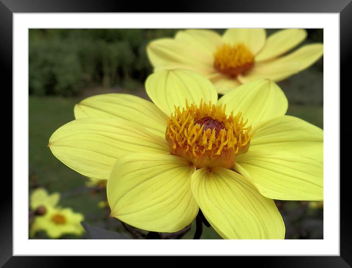 Yellow Dahlia Framed Mounted Print by Nicola Hawkes