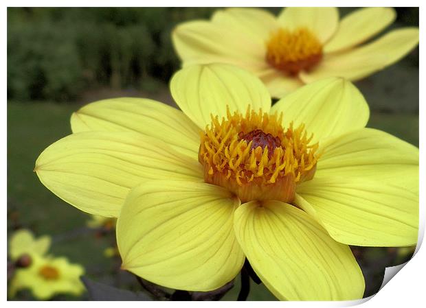 Yellow Dahlia Print by Nicola Hawkes