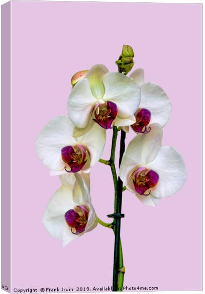 The Phalaenopsis or 'Moth Orchid'  Canvas Print by Frank Irwin