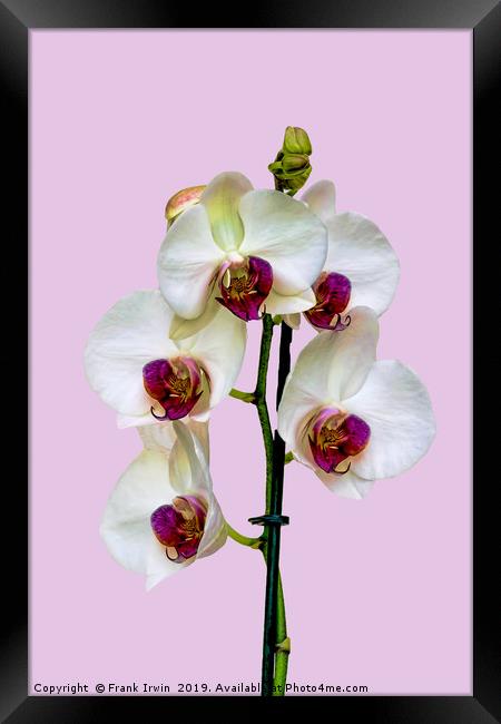 The Phalaenopsis or 'Moth Orchid'  Framed Print by Frank Irwin