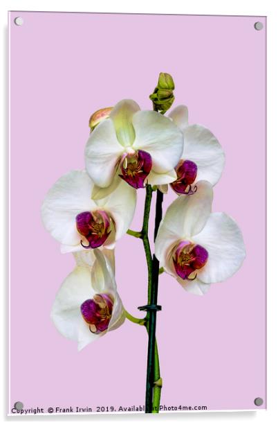 The Phalaenopsis or 'Moth Orchid'  Acrylic by Frank Irwin