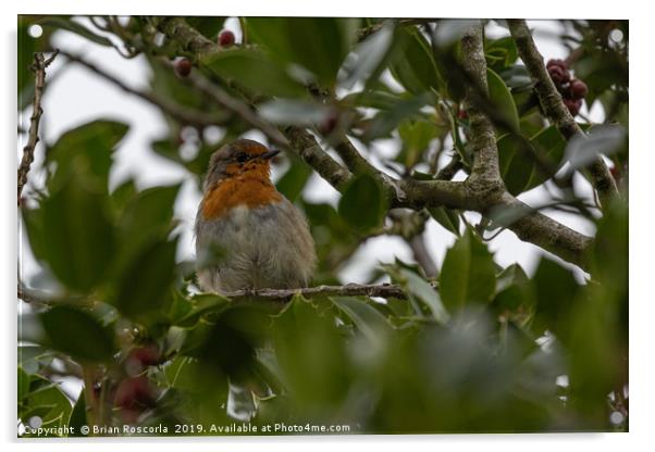  Robin Acrylic by Brian Roscorla