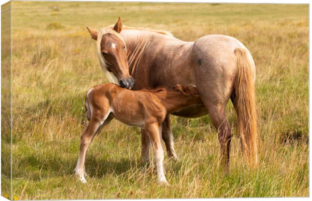 Mother And Foal Canvas Print by CHRIS BARNARD