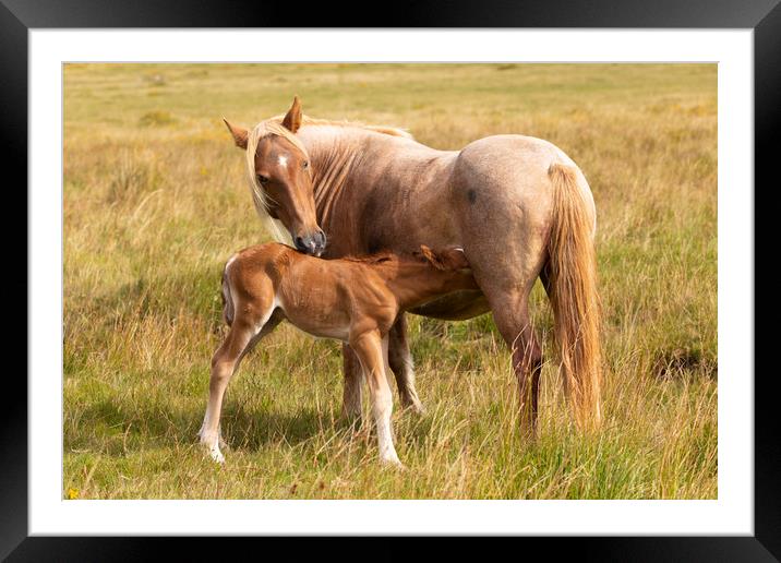 Mother And Foal Framed Mounted Print by CHRIS BARNARD