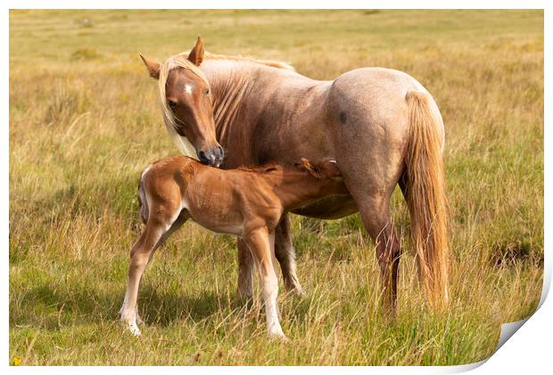 Mother And Foal Print by CHRIS BARNARD