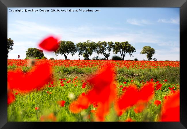 Poppy Fields. Framed Print by Ashley Cooper
