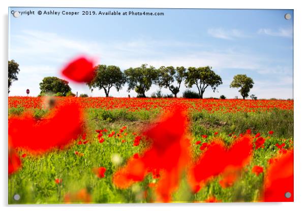 Poppy Fields. Acrylic by Ashley Cooper
