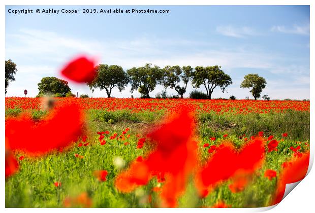 Poppy Fields. Print by Ashley Cooper
