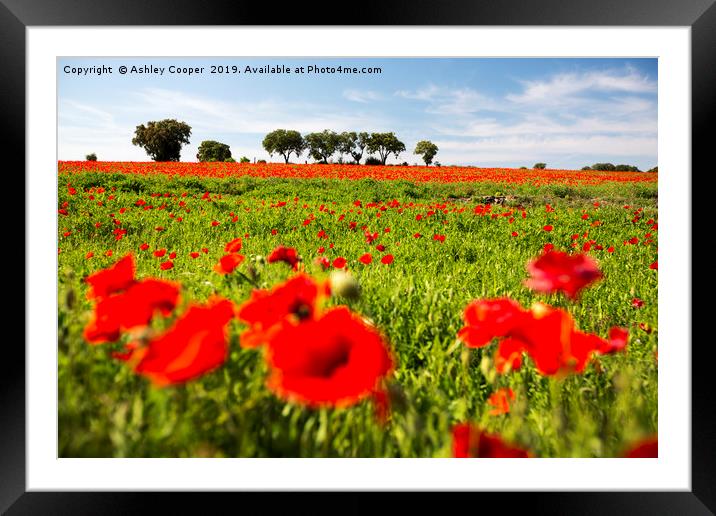 Poppy Field. Framed Mounted Print by Ashley Cooper