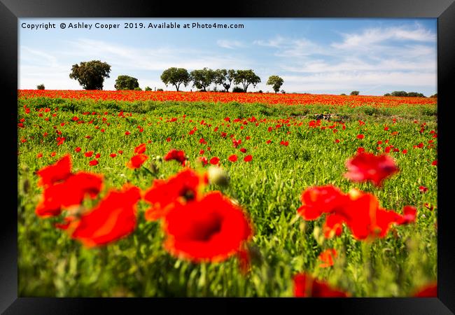 Poppy Field. Framed Print by Ashley Cooper