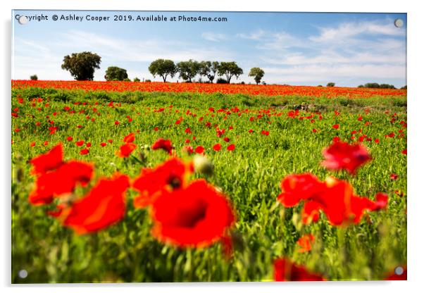 Poppy Field. Acrylic by Ashley Cooper