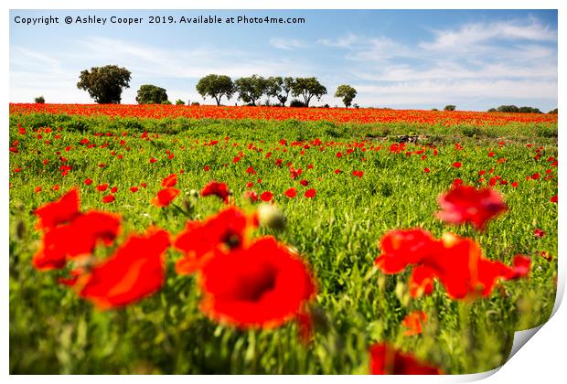 Poppy Field. Print by Ashley Cooper