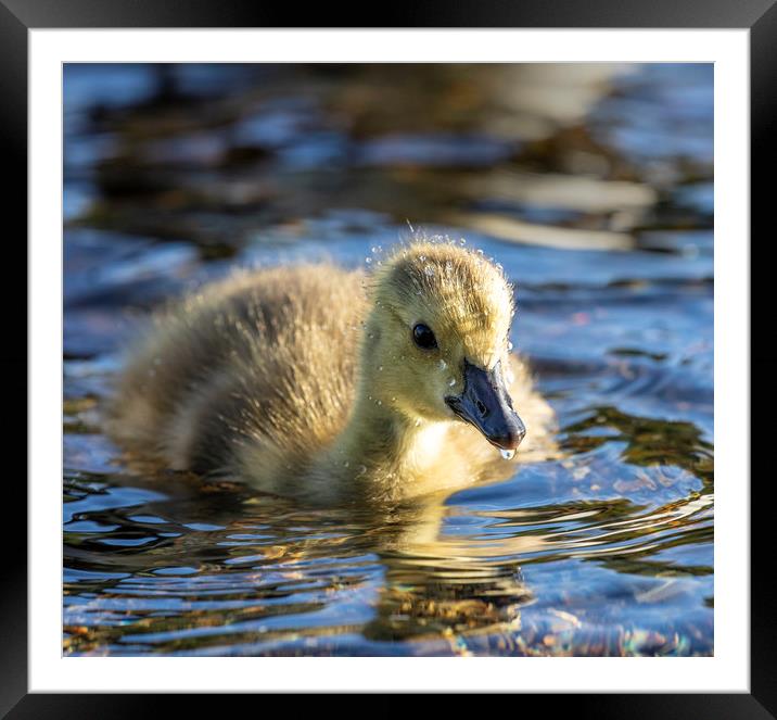 Canadian Geese Gosling Framed Mounted Print by Rory Trappe