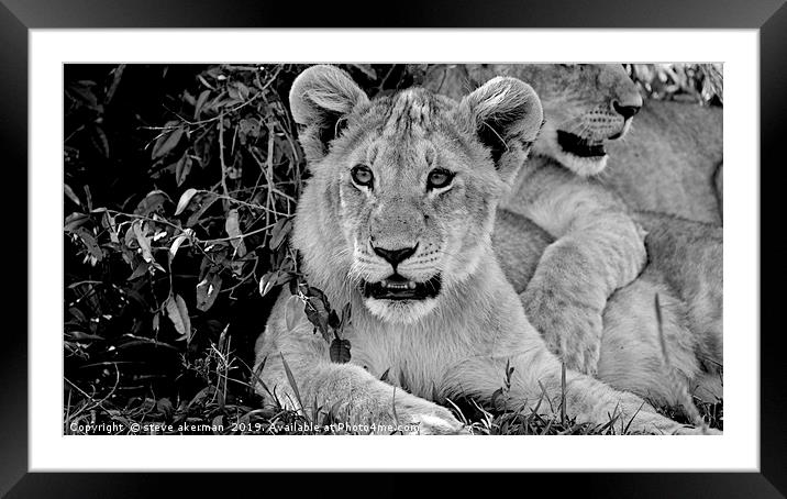           lion cubs awakening at dawn in the Masai Framed Mounted Print by steve akerman