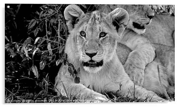           lion cubs awakening at dawn in the Masai Acrylic by steve akerman