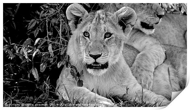           lion cubs awakening at dawn in the Masai Print by steve akerman