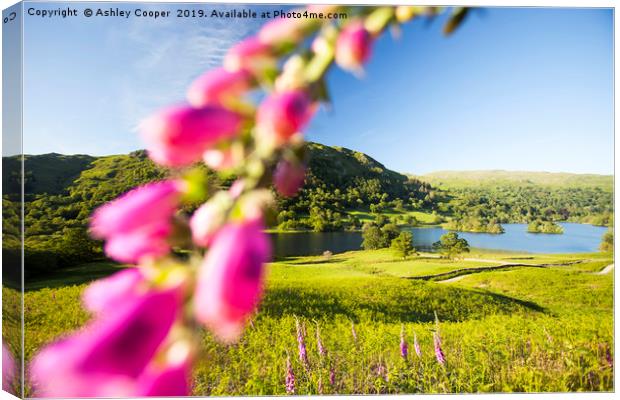Rydal Water. Canvas Print by Ashley Cooper