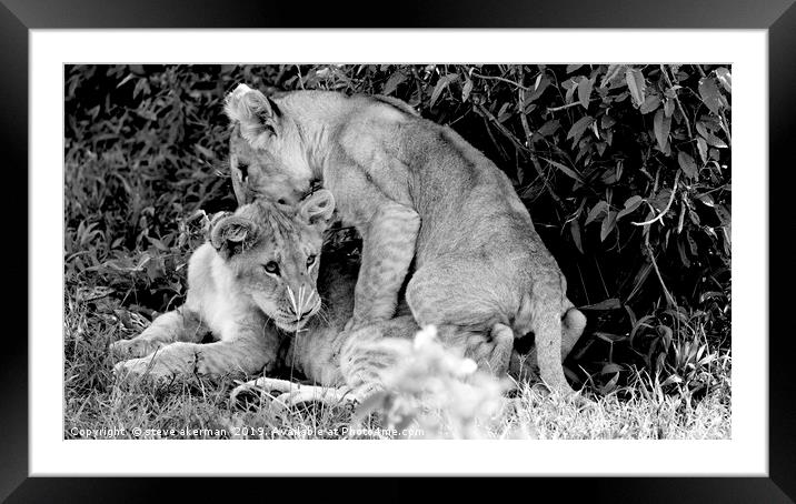      Lion cubs playing at dawn in the Masai Mara k Framed Mounted Print by steve akerman