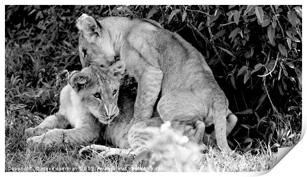      Lion cubs playing at dawn in the Masai Mara k Print by steve akerman