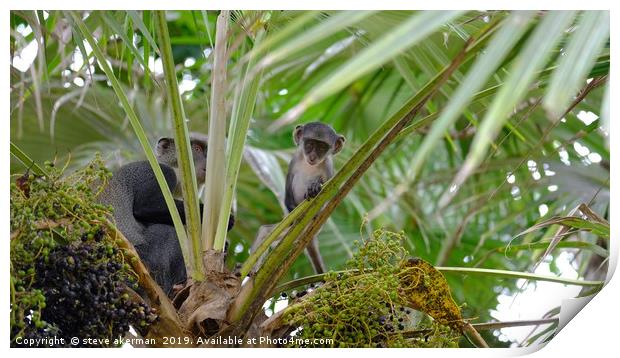     Black faced Verfet monkey in Mombassa          Print by steve akerman