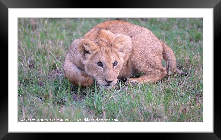          lion cub learning to pounce.              Framed Mounted Print by steve akerman