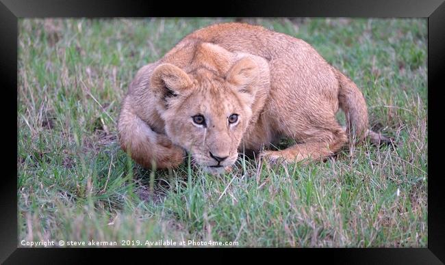          lion cub learning to pounce.              Framed Print by steve akerman