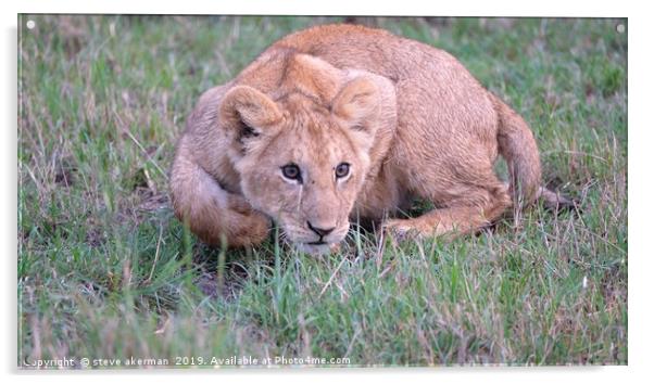          lion cub learning to pounce.              Acrylic by steve akerman