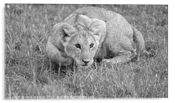      Lion cub pouncing.                            Acrylic by steve akerman