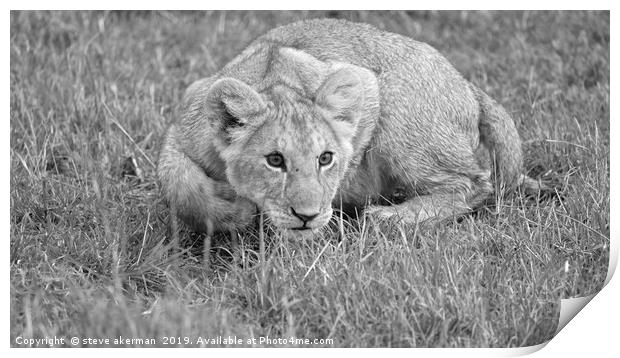      Lion cub pouncing.                            Print by steve akerman