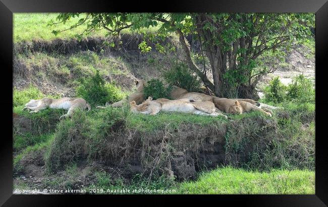        Lions sleeping after feeding.               Framed Print by steve akerman