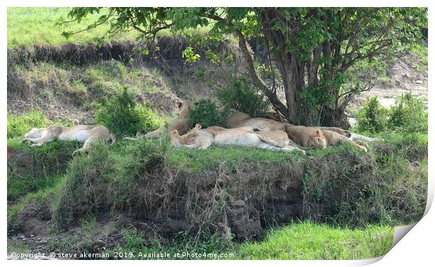        Lions sleeping after feeding.               Print by steve akerman