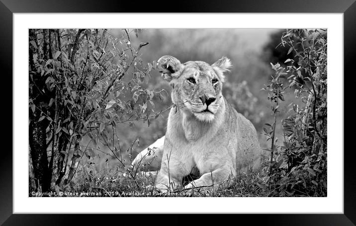   A lion in bushes masai mara.                    Framed Mounted Print by steve akerman