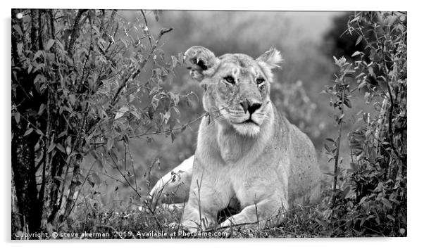    A lion in bushes masai mara.                    Acrylic by steve akerman
